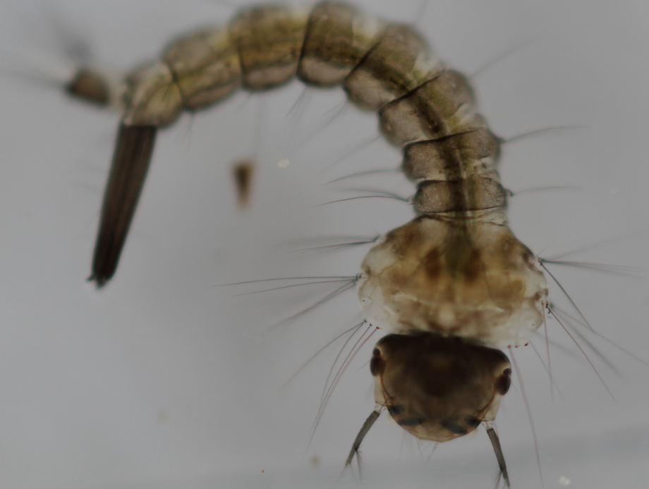 Flickr-CCBY-Peyman Zehtab Fard__mosquito larva__920x693