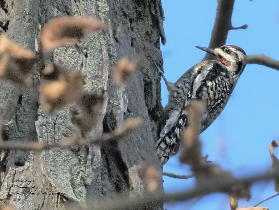 A type of woodpecker (bird) called a Yellow-bellied Sapsucker is perched on the main trunk of a tree while creating small holes in the tree called 'sap wells'