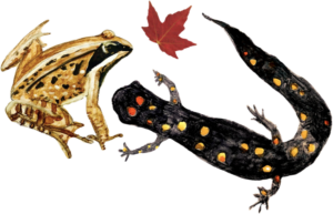 watercolor painting of a wood frog, a spotted salamander, and a red maple leaf