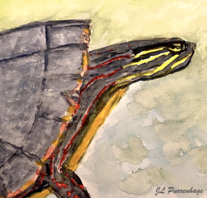 watercolor painting of a painted turtle, in profile